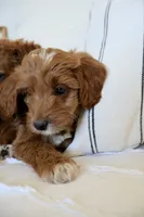 Dolly, a female Miniature Goldendoodle for sale in Phoenix, AZ – 2 of 3