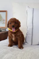Daisy , a female Miniature Goldendoodle for sale in Phoenix, AZ – 3 of 4