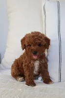 Teddy , a male Miniature Goldendoodle for sale in Phoenix, AZ – 2 of 2
