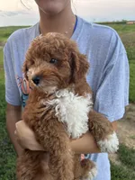 Archie, a male Miniature Goldendoodle for sale in Phoenix, AZ – Photo 2 of 4