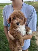Archie, a male Miniature Goldendoodle for sale in Phoenix, AZ – Photo 3 of 4