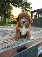 Archie, a male Miniature Goldendoodle for sale in Phoenix, AZ – Photo 4 of 4