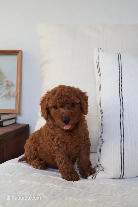 Theo  – Miniature Goldendoodle puppy for sale in Phoenix, AZ