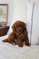 Daisy , a female Miniature Goldendoodle for sale in Phoenix, AZ – 4 of 4