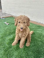 Romeo , a male Miniature Goldendoodle for sale in Phoenix, AZ – Photo 3 of 3