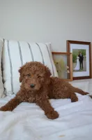 Romeo , a male Miniature Goldendoodle for sale in Phoenix, AZ – Photo 1 of 3