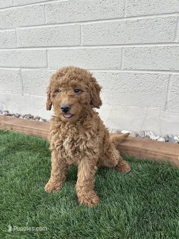 Romeo , a male Miniature Goldendoodle for sale in Phoenix, AZ – Photo 1 of 1