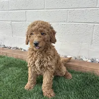 Romeo , a male Miniature Goldendoodle for sale in Phoenix, AZ – Photo 2 of 3