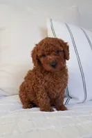Theo , a male Miniature Goldendoodle for sale in Phoenix, AZ – 2 of 3