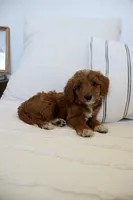 Dolly, a female Miniature Goldendoodle for sale in Phoenix, AZ – 3 of 3