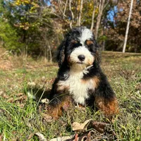 processed/305e4d08-0276-4e0a-8db2-3e1f5ab3b0e8/facility/dca3d2a0-7e06-4281-8165-257bf40f419a