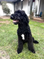 Oreo , a  Bernedoodle for sale in Niceville, FL – Photo 3 of 4