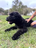 Oreo , a  Bernedoodle for sale in Niceville, FL – Photo 4 of 4