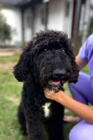 Oreo , a  Bernedoodle for sale in Niceville, FL – Photo 1 of 4