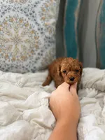 Drax, a male Poodle - Miniature  for sale in Niceville, FL – 3 of 3