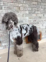 Montey, a male Poodle - Standard  for sale in Niceville, FL – Photo 2 of 2