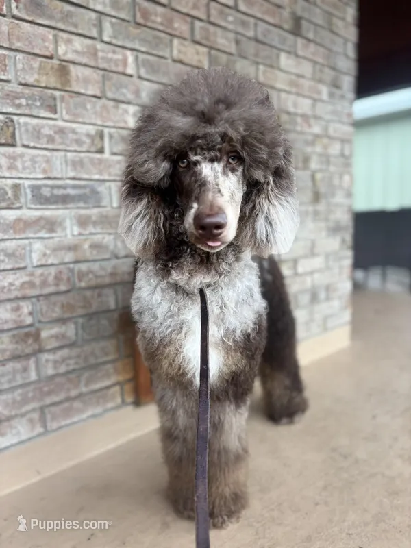 Montey – Poodle - Standard  puppy for sale in Niceville, FL