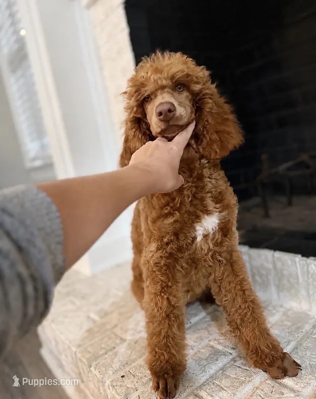 Betty , a  Poodle - Standard  for sale in Niceville, FL – 1 of 1