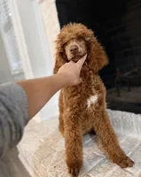 Betty , a  Poodle - Standard  for sale in Niceville, FL – 1 of 1