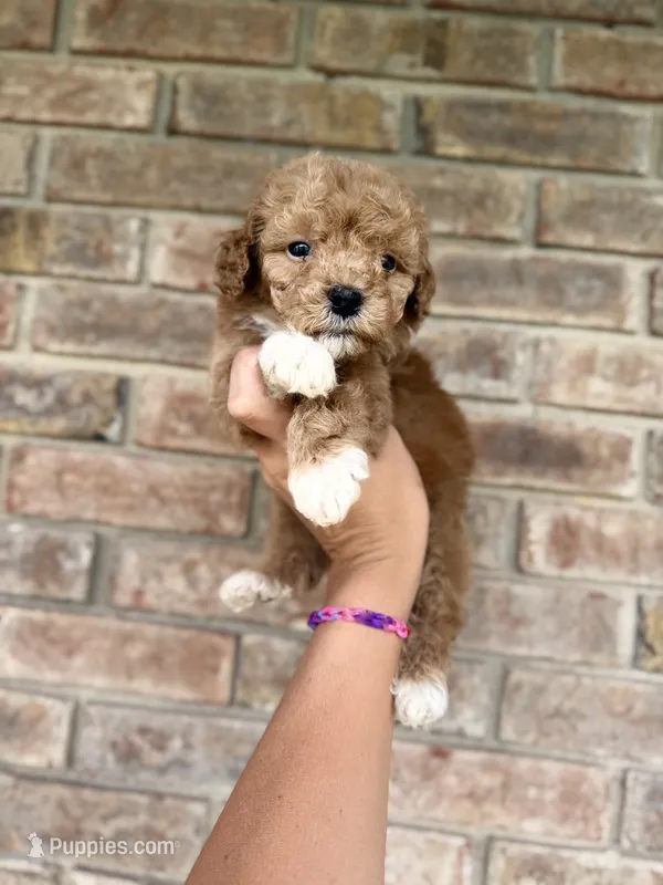 Kylo  – Poodle - Miniature  puppy for sale in Niceville, FL