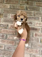 Kylo , a male Poodle - Miniature  for sale in Niceville, FL – 1 of 3
