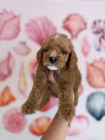 Sunset , a male Miniature Bernedoodle for sale in Niceville, FL – Photo 3 of 3