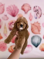 Sunset , a male Miniature Bernedoodle for sale in Niceville, FL – Photo 1 of 3