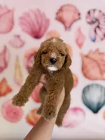 Sunset , a male Miniature Bernedoodle for sale in Niceville, FL – Photo 2 of 3