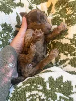 Zephyr , a male Poodle - Standard  for sale in Niceville, FL – 2 of 3