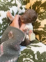 Haven , a female Poodle - Standard  for sale in Niceville, FL – 2 of 3