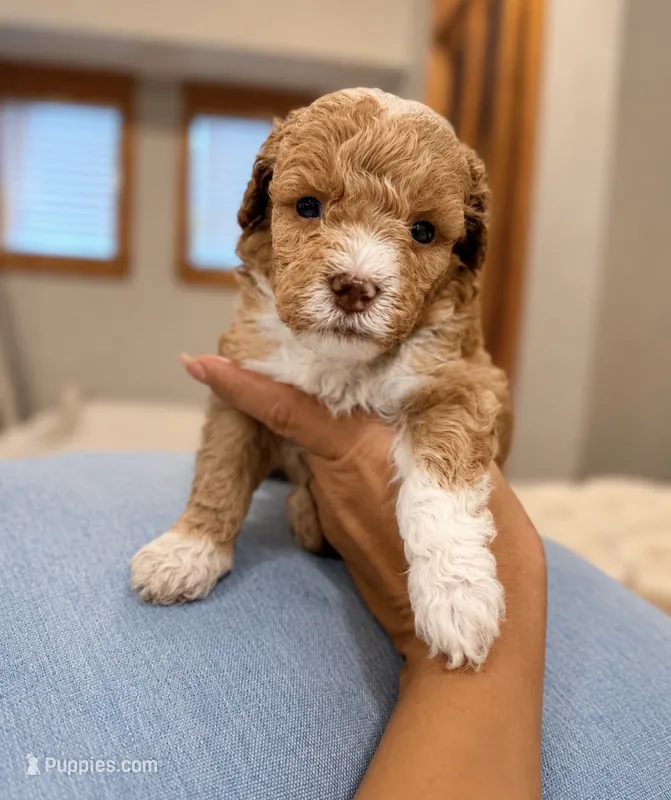 Loki – Poodle - Miniature  puppy for sale in Niceville, FL