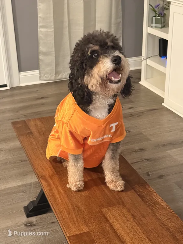 Creed – Miniature Bernedoodle puppy for sale in Niceville, FL