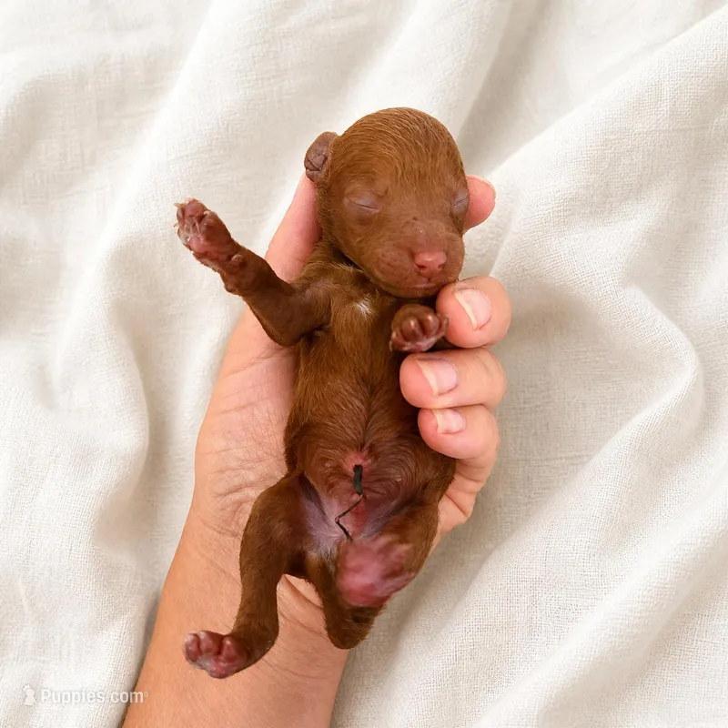 Drax  – Poodle - Miniature  puppy for sale in Niceville, FL