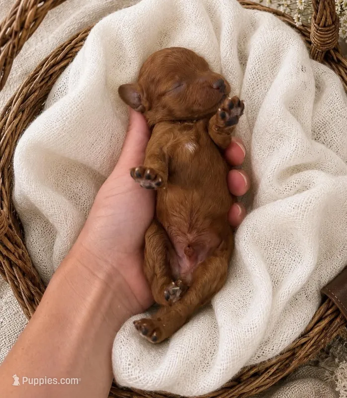 Drax  – Poodle - Miniature  puppy for sale in Niceville, FL