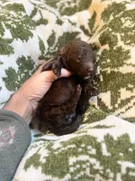 Saylor, a female Poodle - Standard  for sale in Niceville, FL – 3 of 3