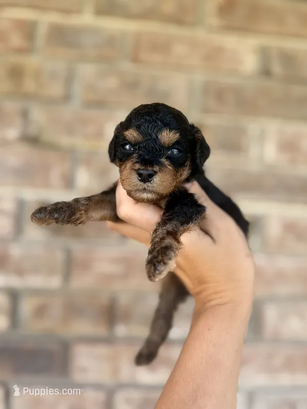 Vader  – Poodle - Miniature  puppy for sale in Niceville, FL