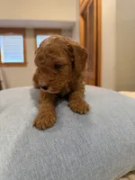 Finn, a male Poodle - Miniature  for sale in Niceville, FL – 2 of 4