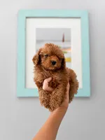 Drax, a male Poodle - Miniature  for sale in Niceville, FL – 2 of 3