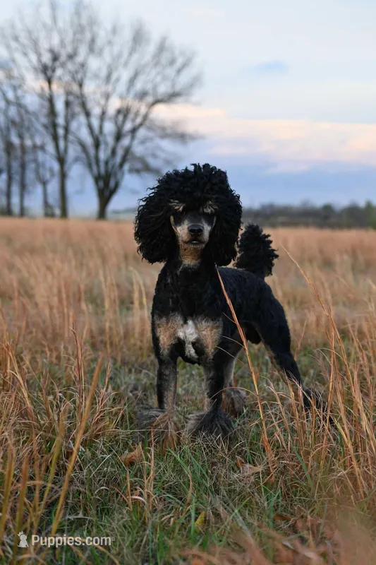 Legend  – Poodle - Standard  puppy for sale in Niceville, FL