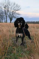 Legend , a male Poodle - Standard  for sale in Niceville, FL – 1 of 2