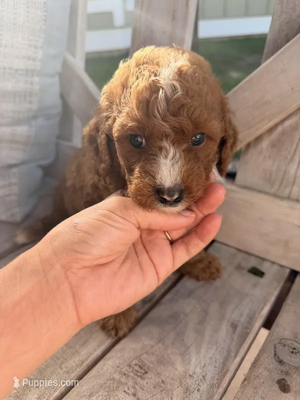 Sunny  – Miniature Bernedoodle puppy for sale in Niceville, FL