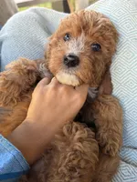 Sunny , a male Miniature Bernedoodle for sale in Niceville, FL – Photo 4 of 4