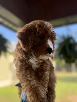 Sunny , a male Miniature Bernedoodle for sale in Niceville, FL – Photo 2 of 4