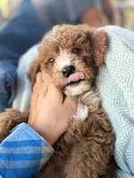 Sunny , a male Miniature Bernedoodle for sale in Niceville, FL – Photo 3 of 4