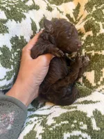 Saylor, a female Poodle - Standard  for sale in Niceville, FL – 1 of 3