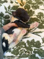 Kai , a male Poodle - Standard  for sale in Niceville, FL – 3 of 5