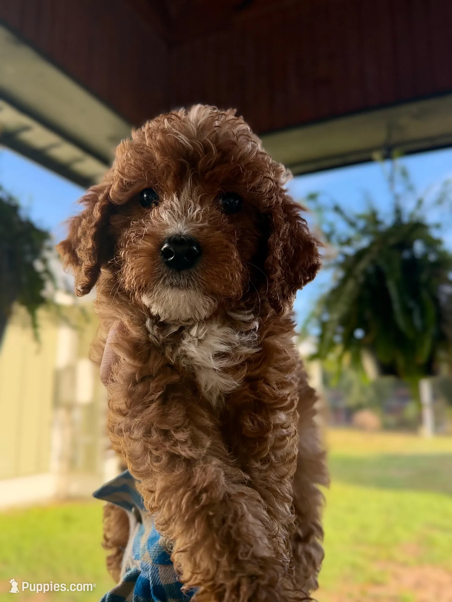 Sunny  – Miniature Bernedoodle puppy for sale in Niceville, FL