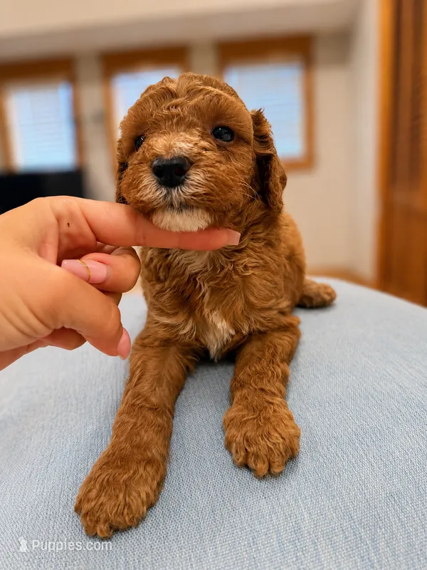 Finn – Poodle - Miniature  puppy for sale in Niceville, FL
