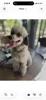 Koda, a male Poodle - Miniature  for sale in Niceville, FL – Photo 1 of 2