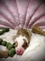 processed/305e4d08-0276-4e0a-8db2-3e1f5ab3b0e8/listing/595c9034-1d77-4a75-8813-a8bbc7cd9a34/3b590073-c323-4b87-a591-f676d93d1d00